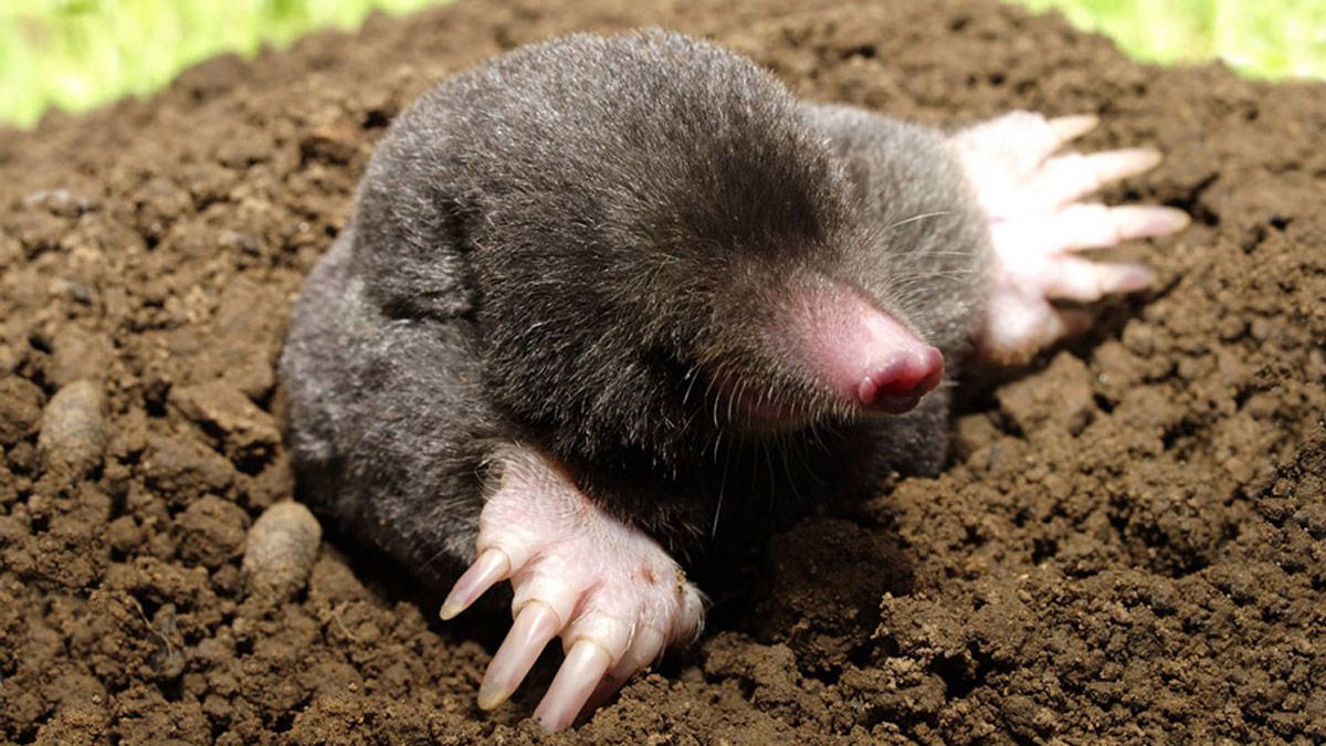 Lutte contre les nuisibles - La boutique Farago Cantal