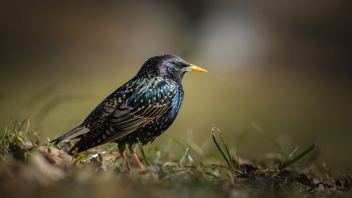 Lutte contre les nuisibles - La boutique Farago Cantal