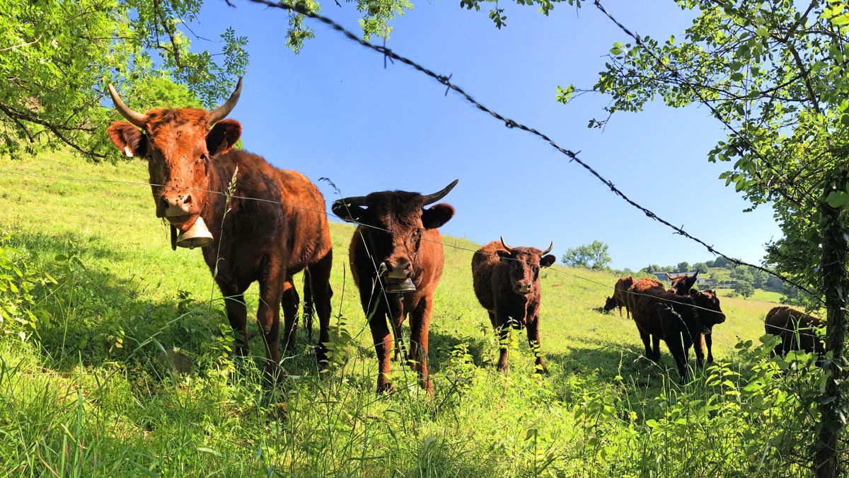 Bien-être animal - La boutique Farago Cantal