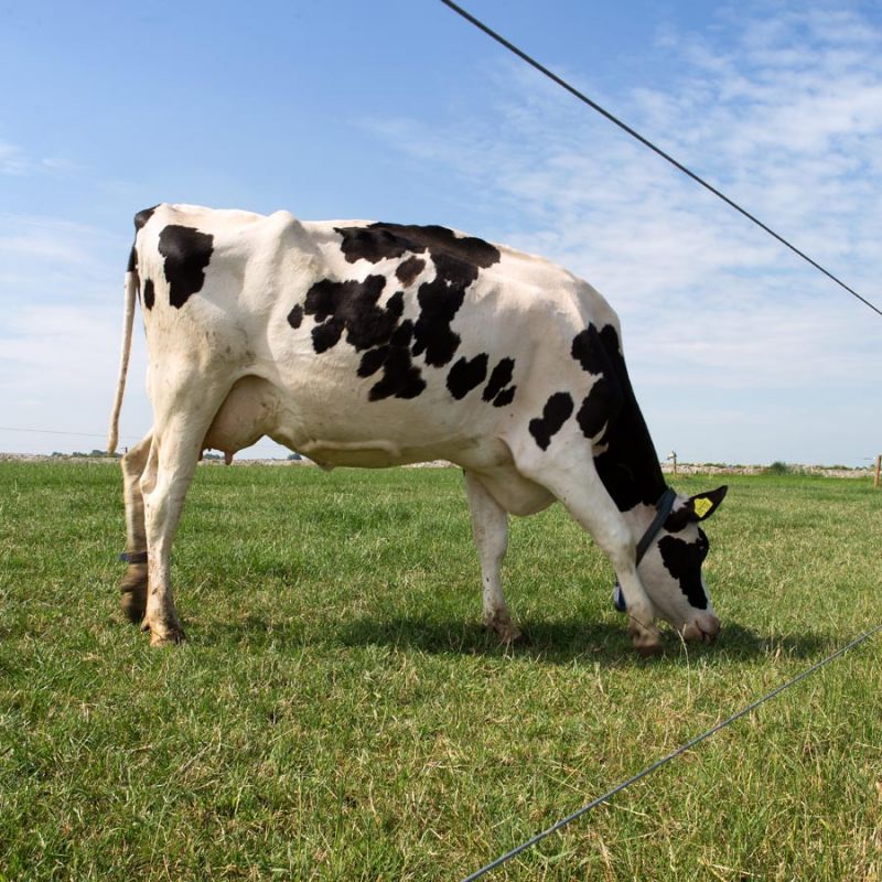 Fil High Tensile ø 2,5 mm (ca. 625 mètre) – Image 5