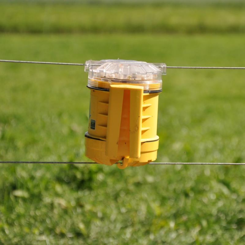 Foxlights – Image 4