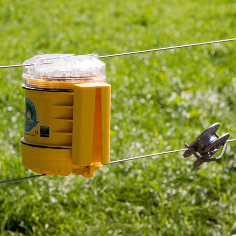 Foxlights – Image 6