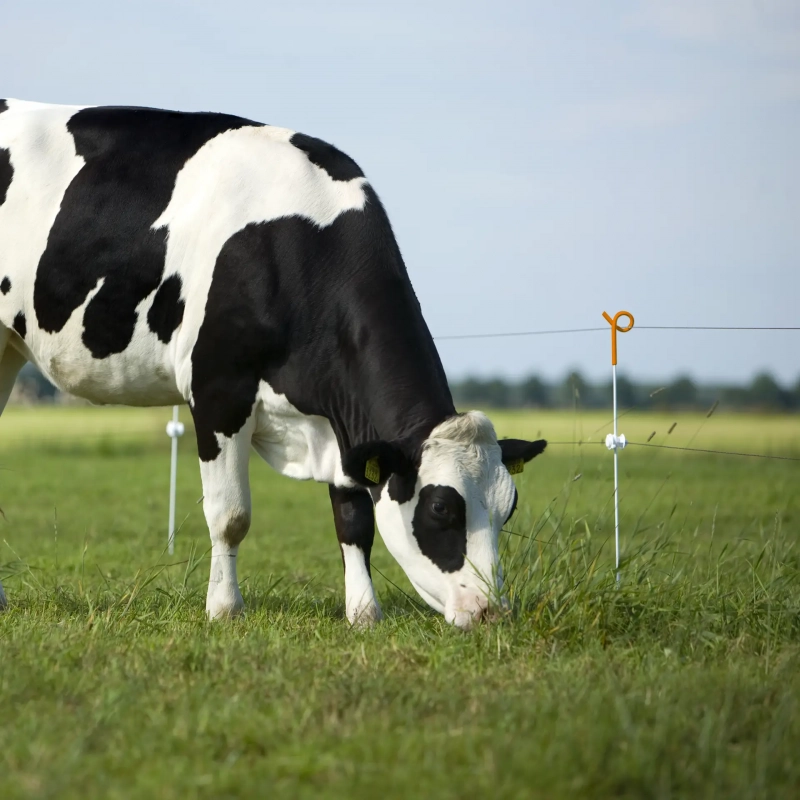 Piquet en fer à anneau renforcé pour clôture (1,00m, 10 pcs) – Image 5